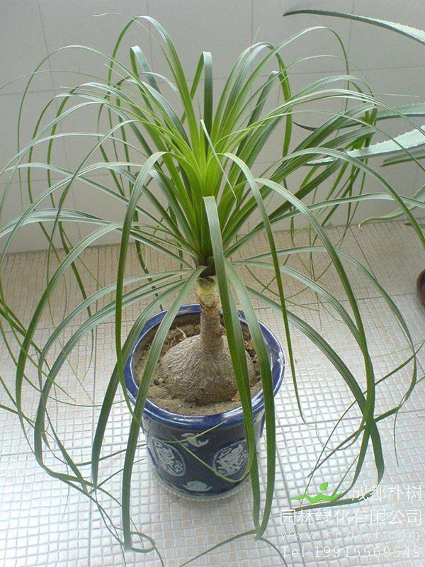 酒瓶兰适合在室内种植成长吗？