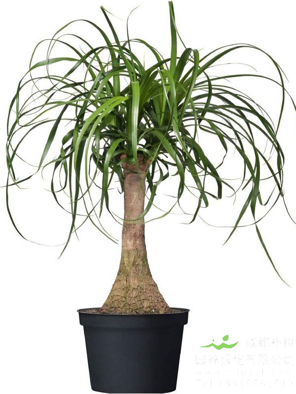 酒瓶兰可以食用吗？