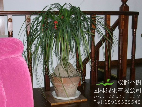 酒瓶兰怎么栽培让它长快点？