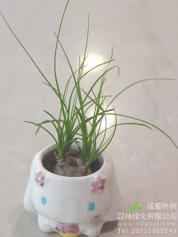 如何修剪酒瓶兰，怎样剪才好看？