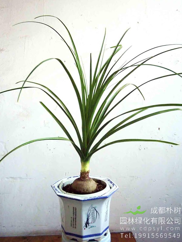 酒瓶兰要怎样培养？