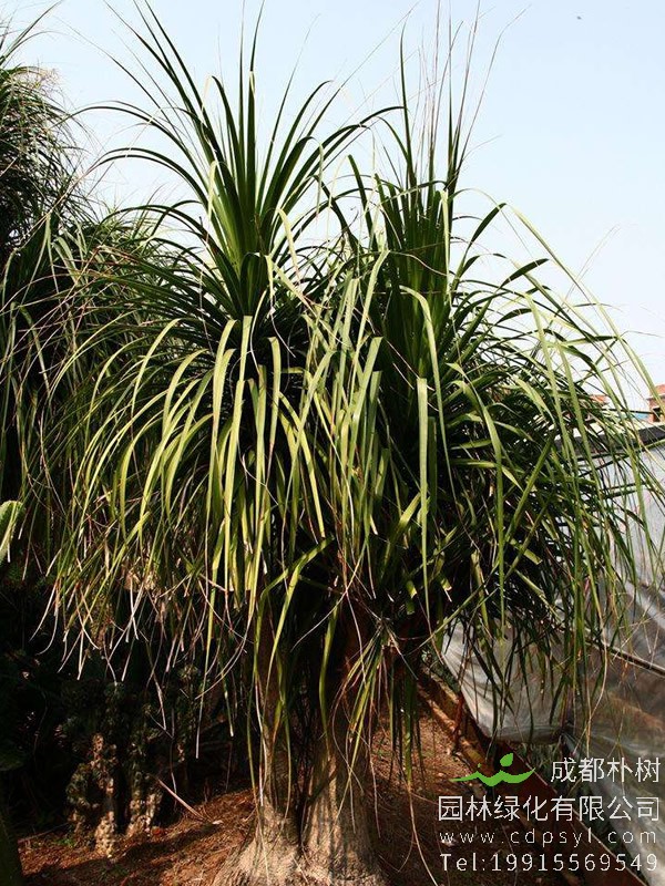 酒瓶兰可以开花吗？