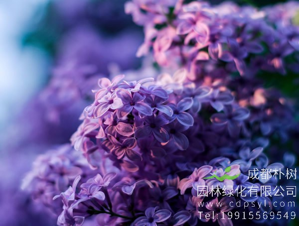 紫丁香的花有毒么？