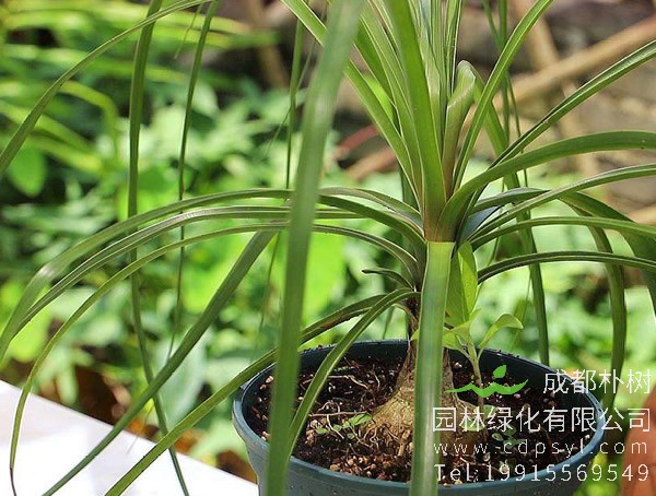 酒瓶兰什么时候换盆好？