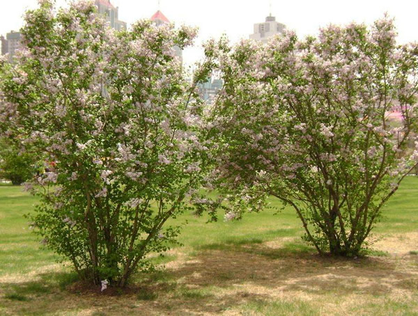 紫丁香价格-图片-形态特征-生长习性-分布情况-主要价值以及植物文化