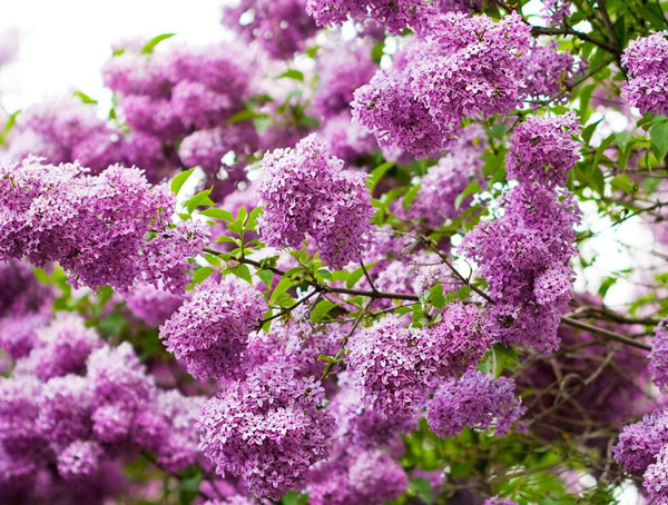 紫丁香花语：紫丁香代表什么意思？