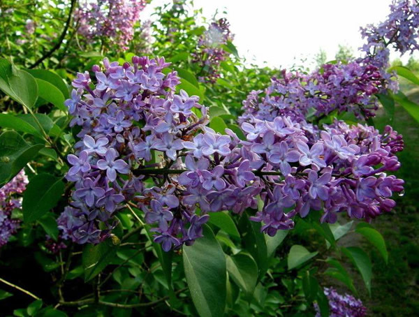 紫丁香分布在中国哪些地方？