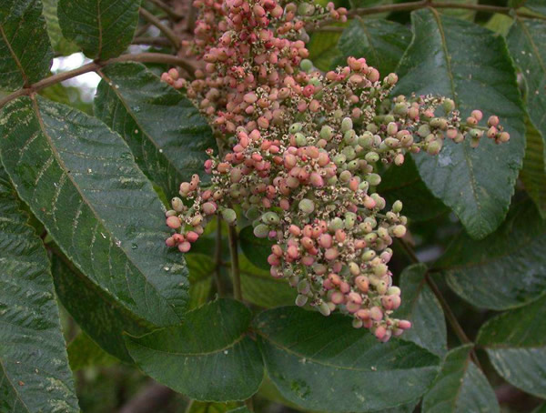 盐肤木价格-图片-形态特征-产地生境-生长习性以及主要价值