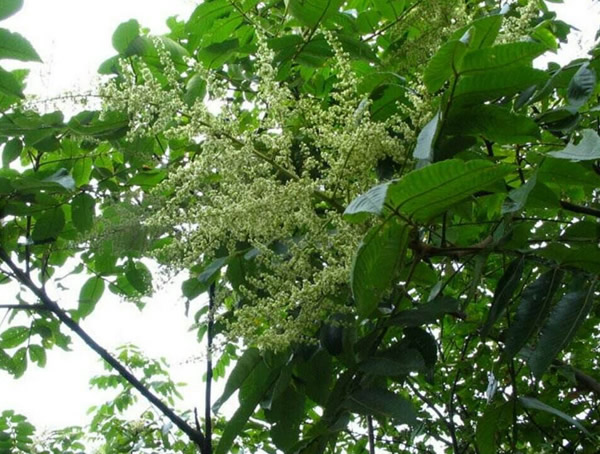 盐肤木的用法与功效有哪些？