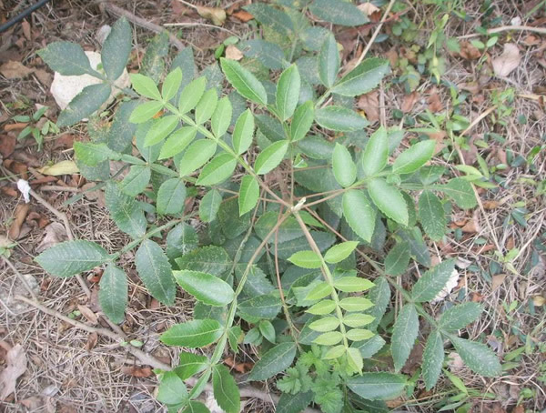 盐肤木分布在中国哪些地方？