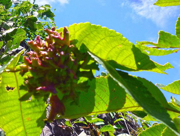 盐肤木的种子适合北方种植吗？