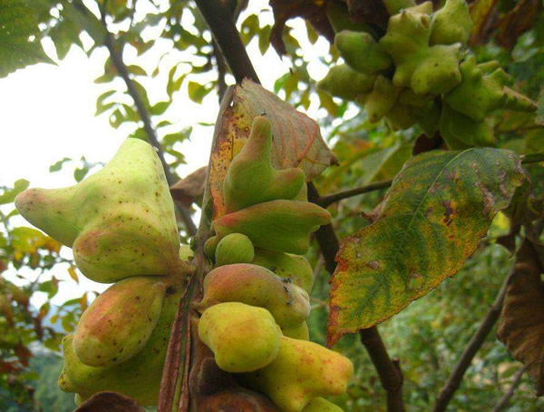 盐肤木的生长习性有哪些？