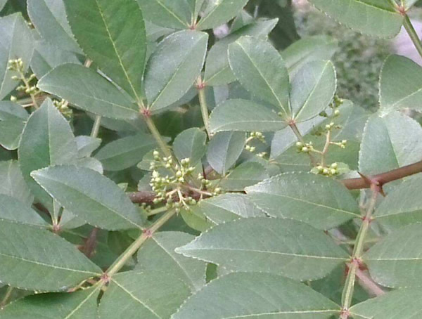 盐肤木是不是异花授粉植物？