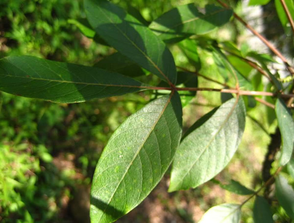 盐肤木几月开花？