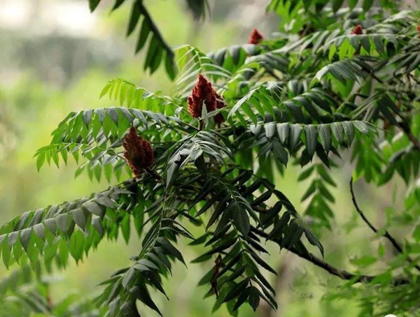 盐肤木长盐的原因是什么？