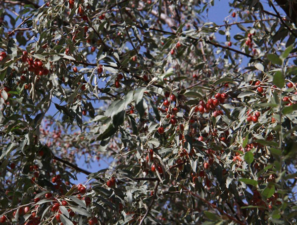 沙枣价格-图片-形态特征-生长习性-地理分布-主要价值以及植物文化