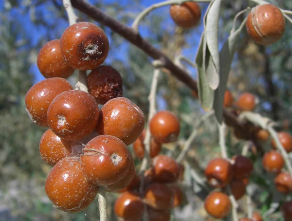 吃沙枣有什么好处和坏处？