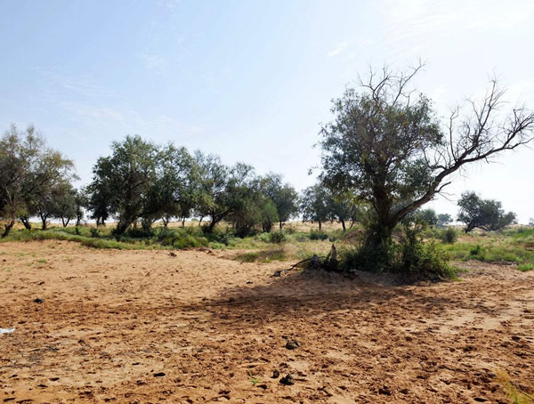 沙枣主要有哪些品种？