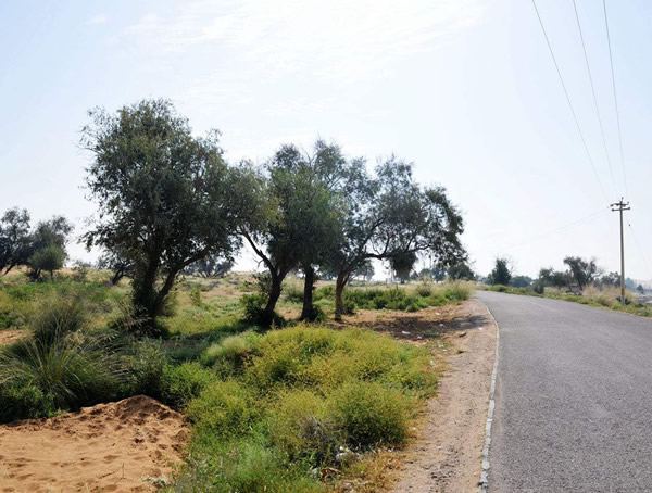 沙枣是怎么制伏沙漠的？