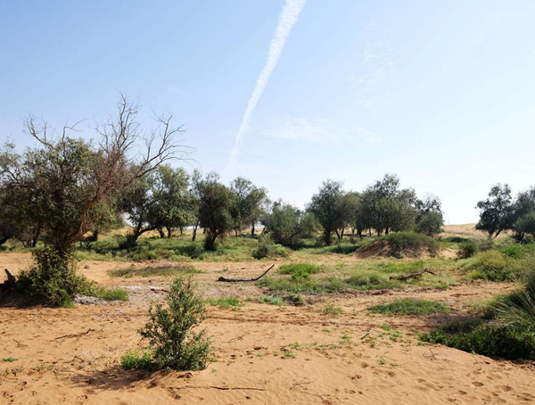 沙枣树的外形特征有哪些？