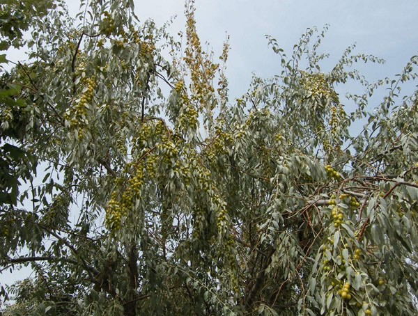 红枣和沙枣有区别吗？