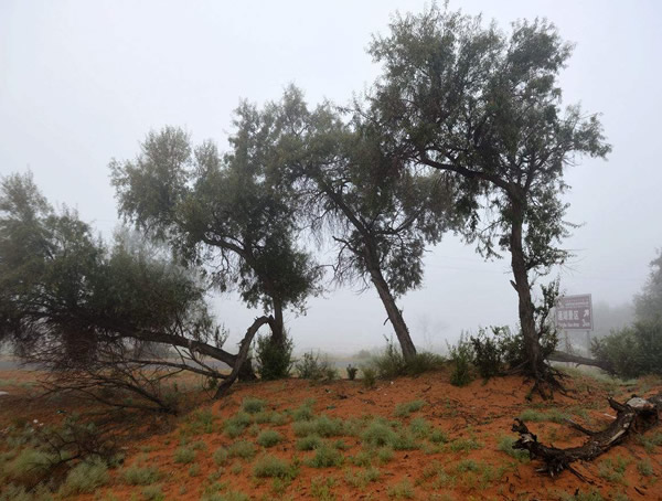 沙枣树适合在什么地方栽培？