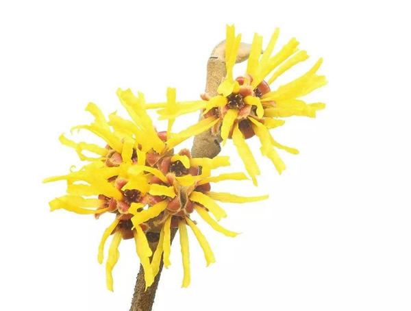 金缕梅价格-图片-形态特征-生长习性-分布情况以及主要价值