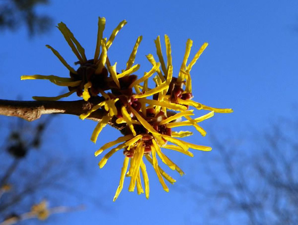 金缕梅的繁殖方法、管理养护以及病虫防治方法介绍