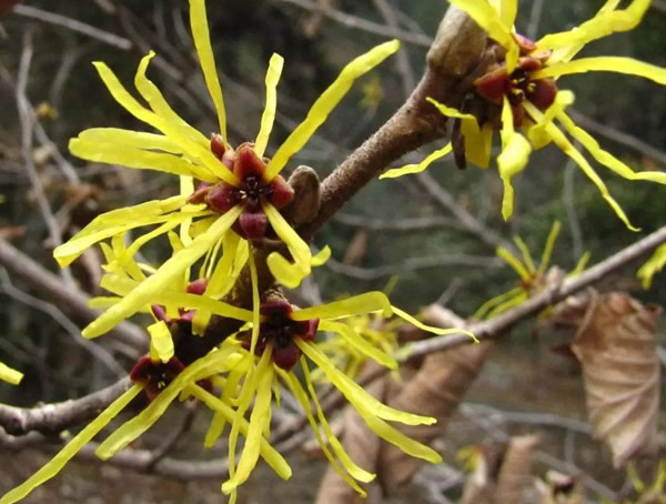 金缕梅的作用有哪些？