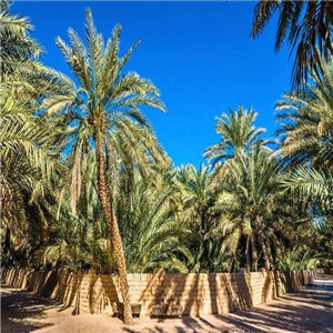 棕榈树报价