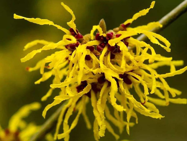 金缕梅什么时候开花？