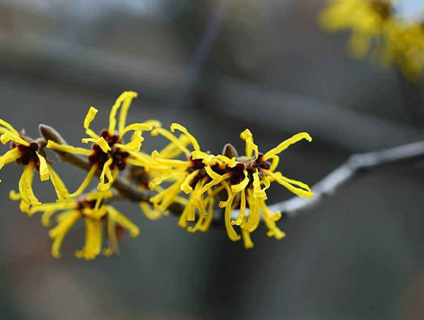 金缕梅怎么种？金缕梅种植方法与注意事项有哪些？