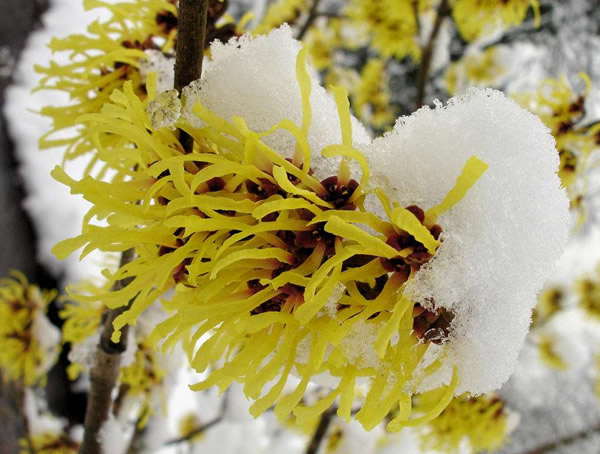金缕梅跟金银花是同一种植物吗？