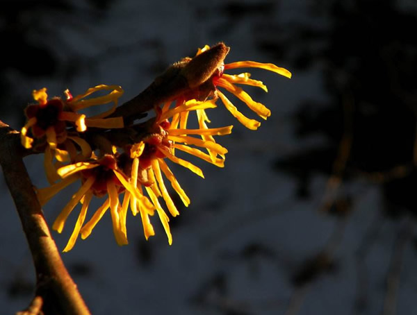 金缕梅要怎样整形修剪？