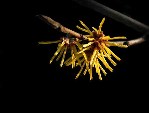 金缕梅的生长习性有哪些？