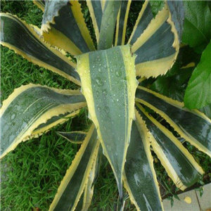 金边龙舌兰报价