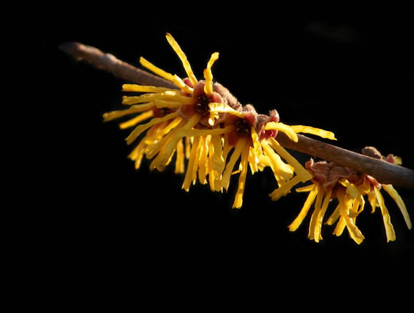 金缕梅在美容中有什么作用？