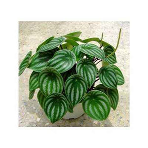 西瓜皮椒草报价