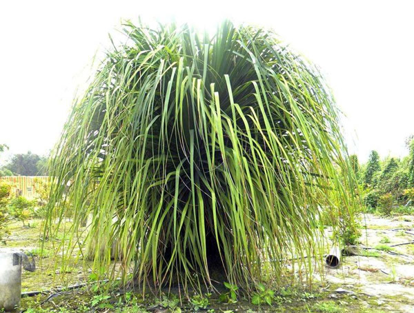 酒瓶兰价格-图片-形态特征-生长环境-分布范围以及主要价值