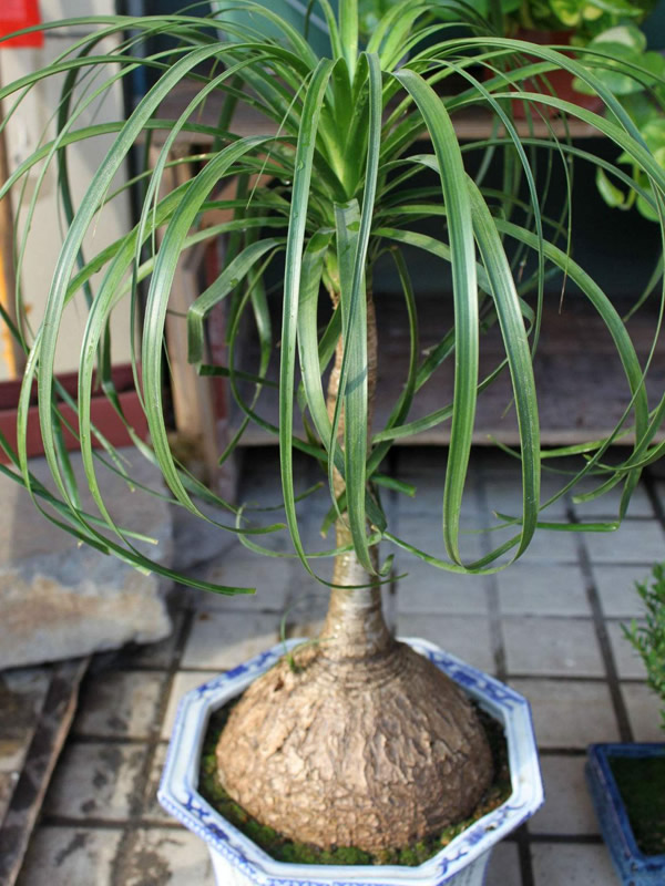 酒瓶兰的繁殖方法、栽培技术以及病虫防治方法介绍
