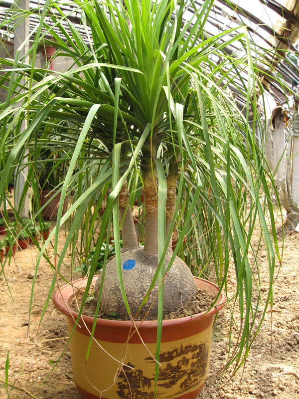 龙血树和酒瓶兰的区别有哪些？