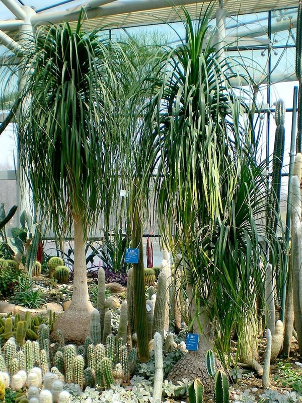 酒瓶兰在风水上有什么作用？