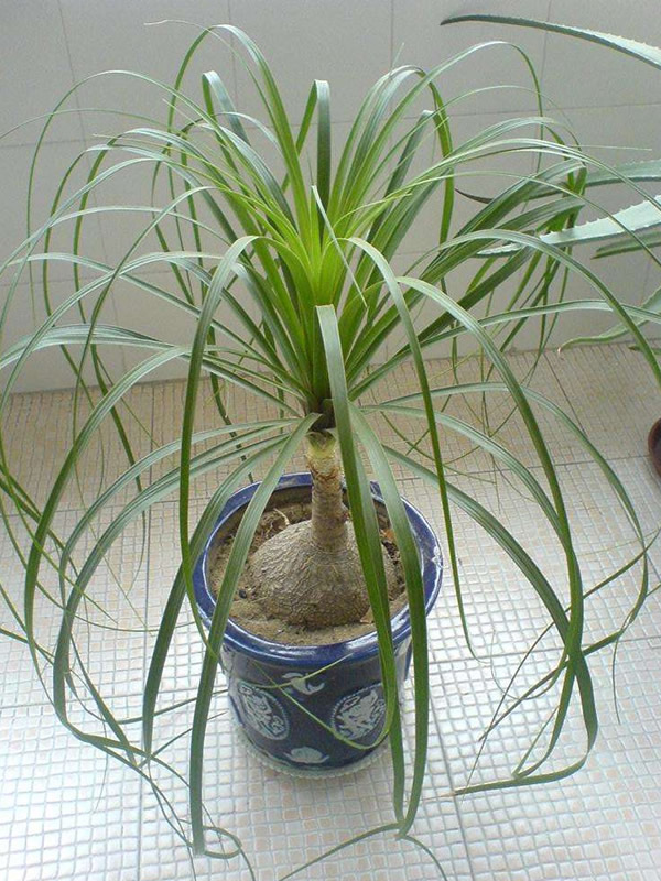 酒瓶兰适合在室内种植成长吗？