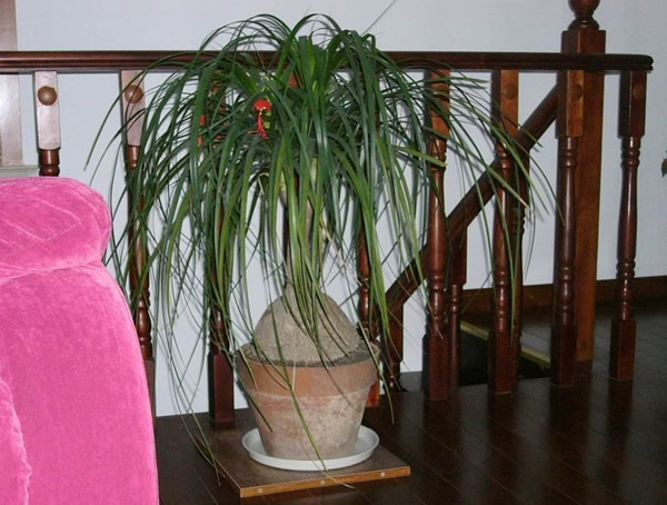 酒瓶兰怎么栽培让它长快点？