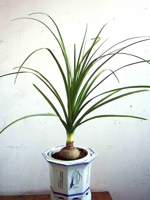 酒瓶兰要怎样培养？