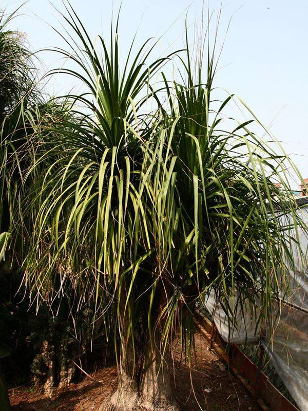 酒瓶兰可以开花吗？