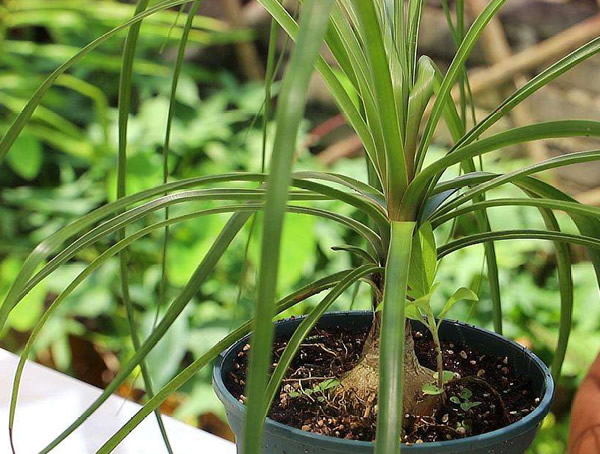 酒瓶兰什么时候换盆好？