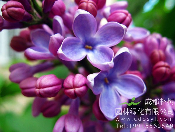 紫丁香的繁殖方法有哪些？