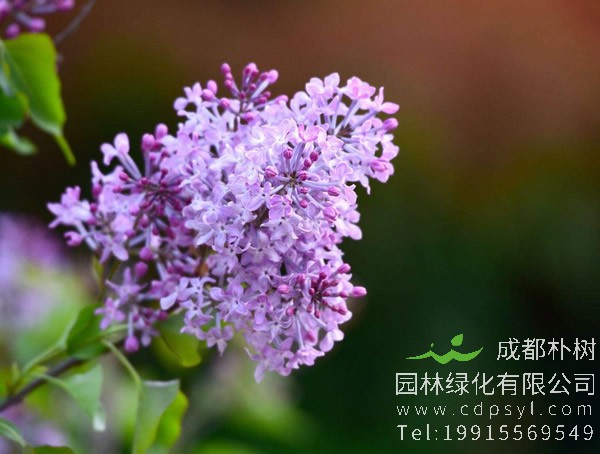 紫丁香的生长有哪些习性？