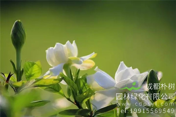 栀子花